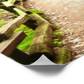 Poster Muir Woods Path II Nature Photography (Coin)