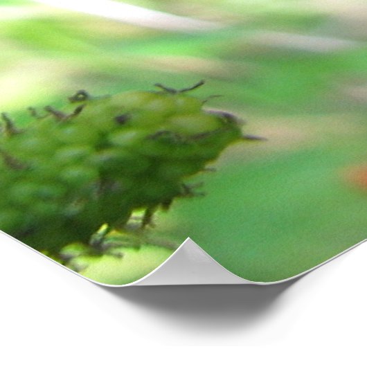 Poster Mulberry rouges (Coin)