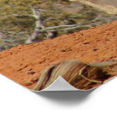 Poster Mule Deer (Coin)