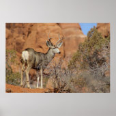 Poster Mule Deer (Devant)