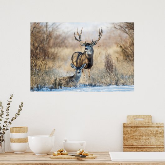 Poster Mule Deer Buck et Doe (Cuisine)