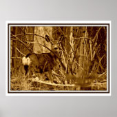Poster Mule Deer : Doe (Devant)
