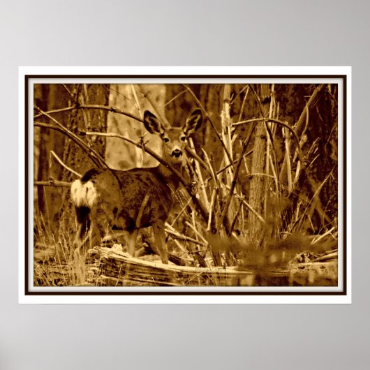 Poster Mule Deer : Doe (Devant)