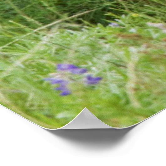 Poster Mule Deer Doe avec Fawn (Coin)