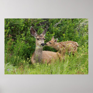 Poster Mule Deer Doe avec Fawn