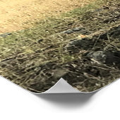 Poster Mule Deer in a Field, Joseph, Oregon (Coin)