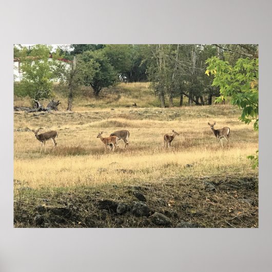 Poster Mule Deer in a Field, Joseph, Oregon (Devant)