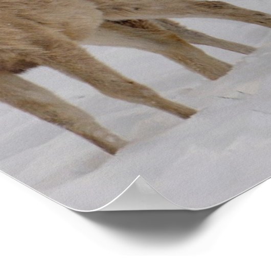 Poster Mule Deer Wyoming (Coin)