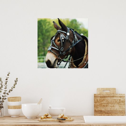 Poster mule noire (Cuisine)