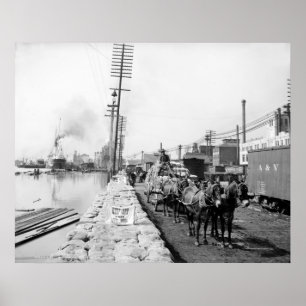 Poster Mule Teams on the Levee, Nouvelle-Orléans : 1903
