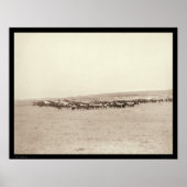 Poster Mules Mules SD 1887 (Devant)