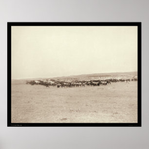 Poster Mules Mules SD 1887