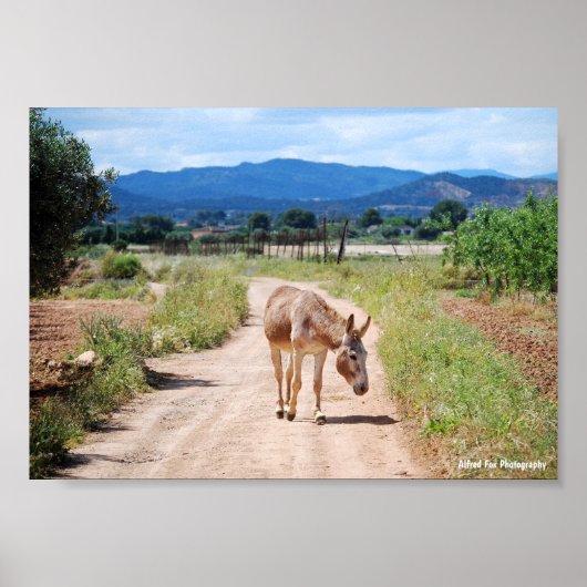 Poster Mulet espagnol sur route de campagne (Devant)