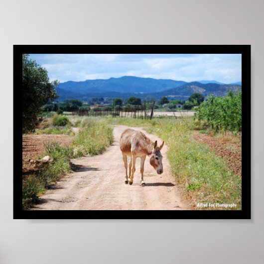 Poster Mulet espagnol sur route de campagne (Devant)