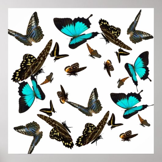 Poster multi papillon 24X24" (Devant)