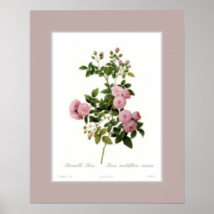 Poster Multiflora de Rosa, frontière douanière