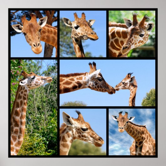 Poster Multiples photos de girafes (Devant)