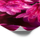 Poster Mums roses d'automne (Coin)