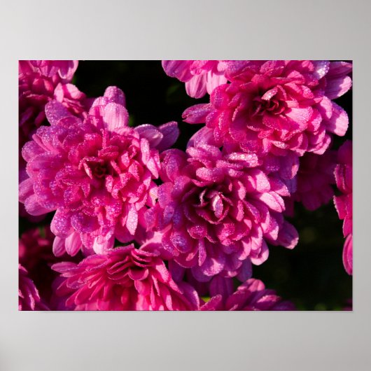 Poster Mums roses d'automne (Devant)