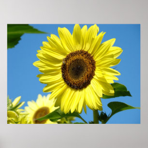 Poster Mur Art Tournesols Art Imprimantes Ciel Bleu toile