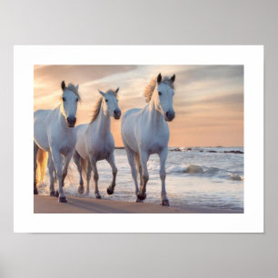 Poster mur de chevaux Décor