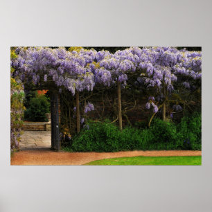 Poster Mur de Wisteria