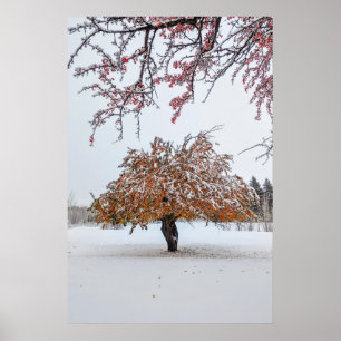 Poster mural 20x30