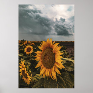 Poster mural 20x30