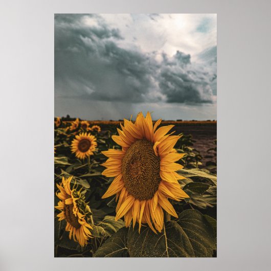 Poster mural 20x30 (Devant)