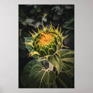 Poster mural 20x30
