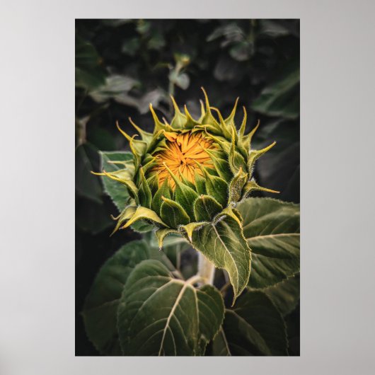 Poster mural 20x30 (Devant)