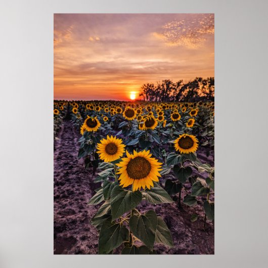 Poster mural 20x30 (Devant)