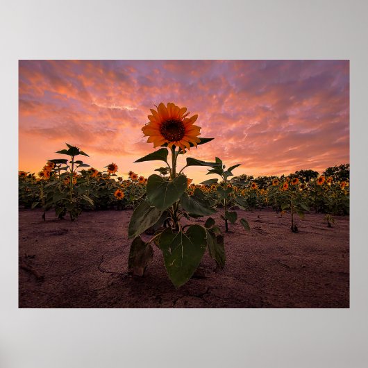 Poster mural 24x18 (Devant)