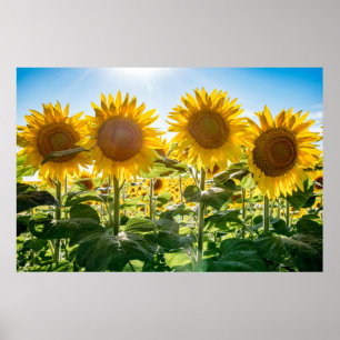 Poster mural 36x24