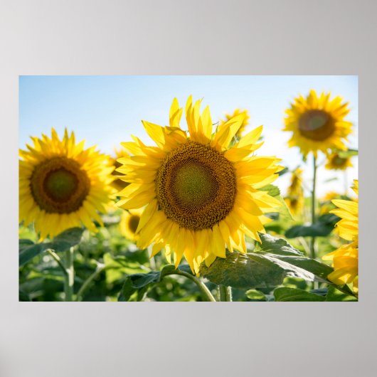 Poster mural 36x24 (Devant)