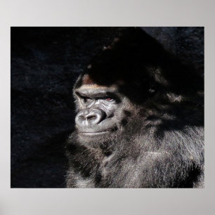 Poster mural de Gorilla réfléchi