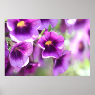 Poster mural violet violet