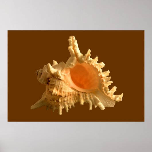 Poster Murex Ramous (Devant)