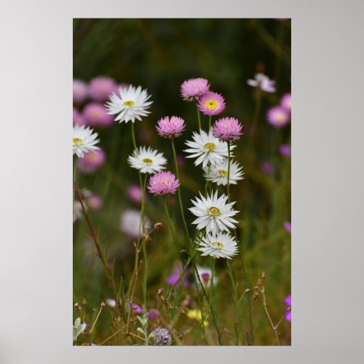 Poster Murmur des Fleurs Sauvages (Devant)