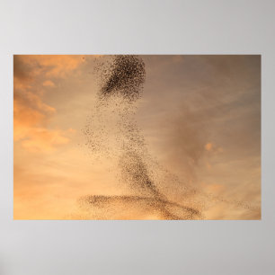 Poster Murmuration de copie d'étourneau
