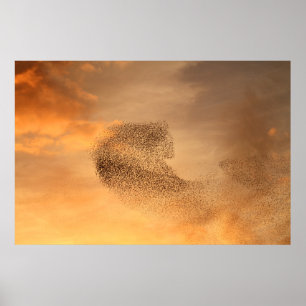 Poster Murmuration de copie d'étourneaux