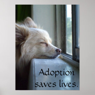 Poster Murray Adopté Pomeranian