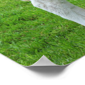 Poster Murray Grey Calves (Scène Rurale Typique Du Roi) (Coin)