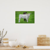 Poster Murray Grey Calves (Scène Rurale Typique Du Roi) (Cuisine)