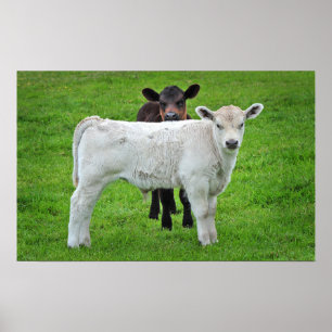 Poster Murray Grey Calves (Typical Rural Scene Of King)