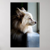 Poster Murray - Pomeranian (Devant)
