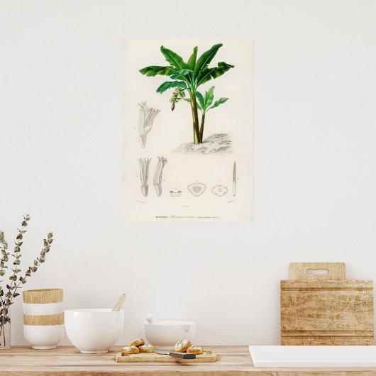 Poster Musa Chinensis (Cuisine)