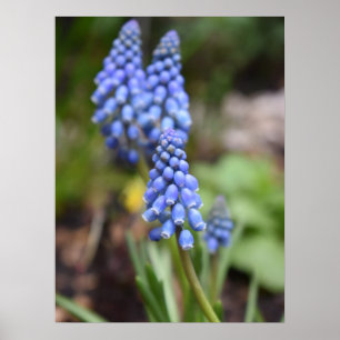Poster Muscari Armeniacum, Hyacinthe aux raisins