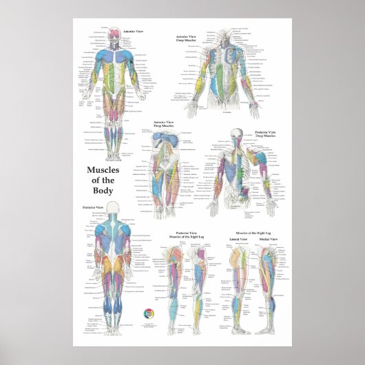 Poster Muscle Anatomy Posterior Anterior (Devant)