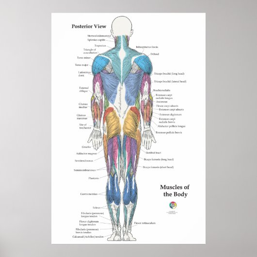 Poster Muscle Anatomy Posterior View (Devant)